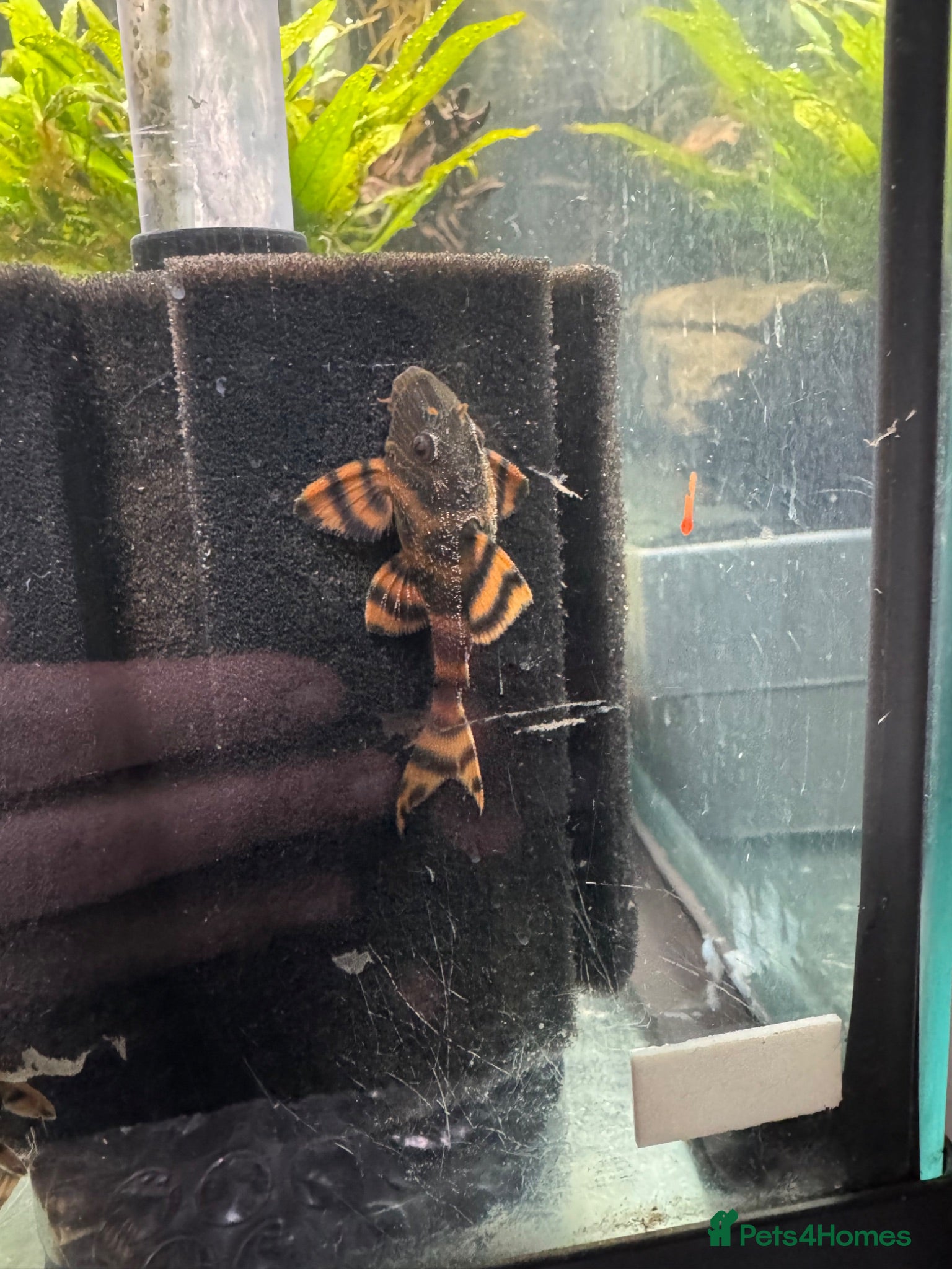 Plecos fish L397 for pick up only South Shields  - Advert 2