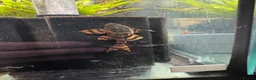 Plecos fish for sale: L397 for pick up only South Shields  in South Shields - Advert 1
