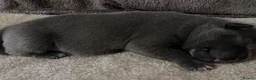Staffordshire Bull Terrier dogs for sale: Blue Champion Bloodline in Kidderminster - Advert 7