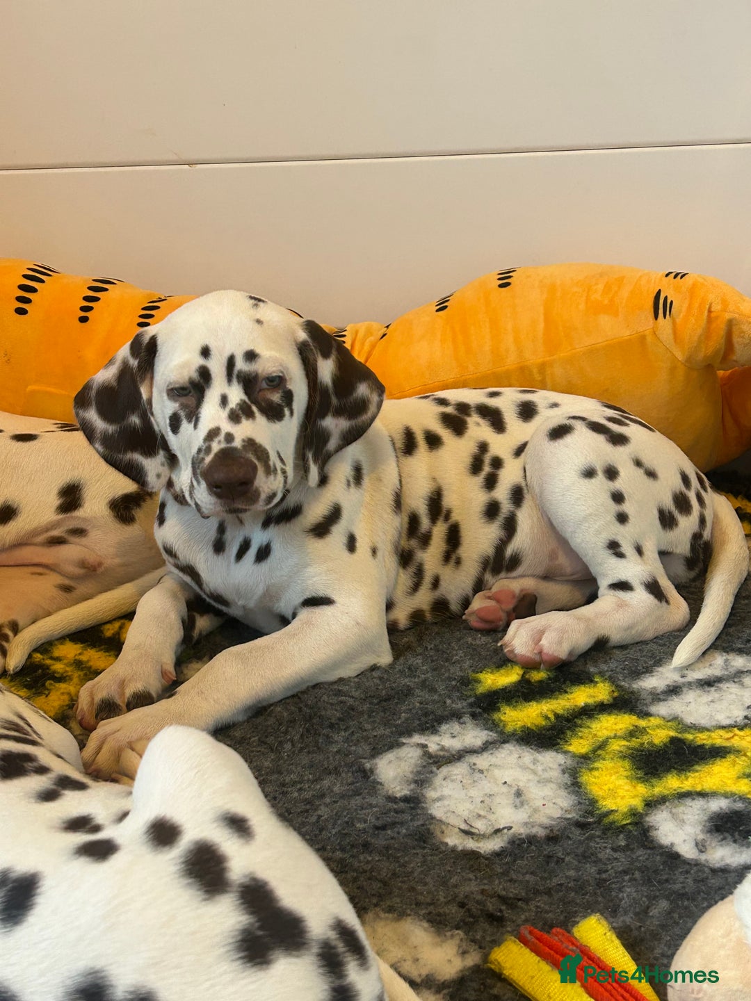 Dalmatian dogs for sale: This is an all liver litter of Dalmatian puppies - Advert 9