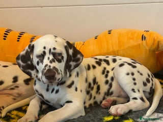 Dalmatian dogs This is an all liver litter of Dalmatian puppies - Advert 10