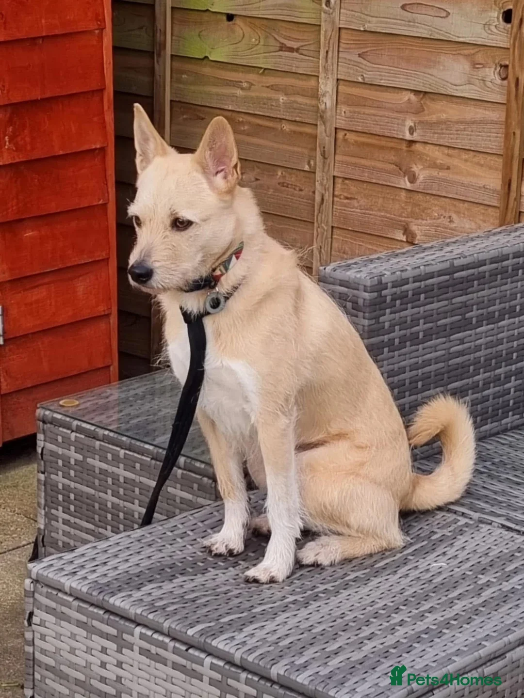 Mixed Breed dogs for adoption: Val - Norwich Norfolk  in Norwich - Advert 9