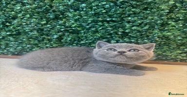 British Shorthair cats - Advert 5