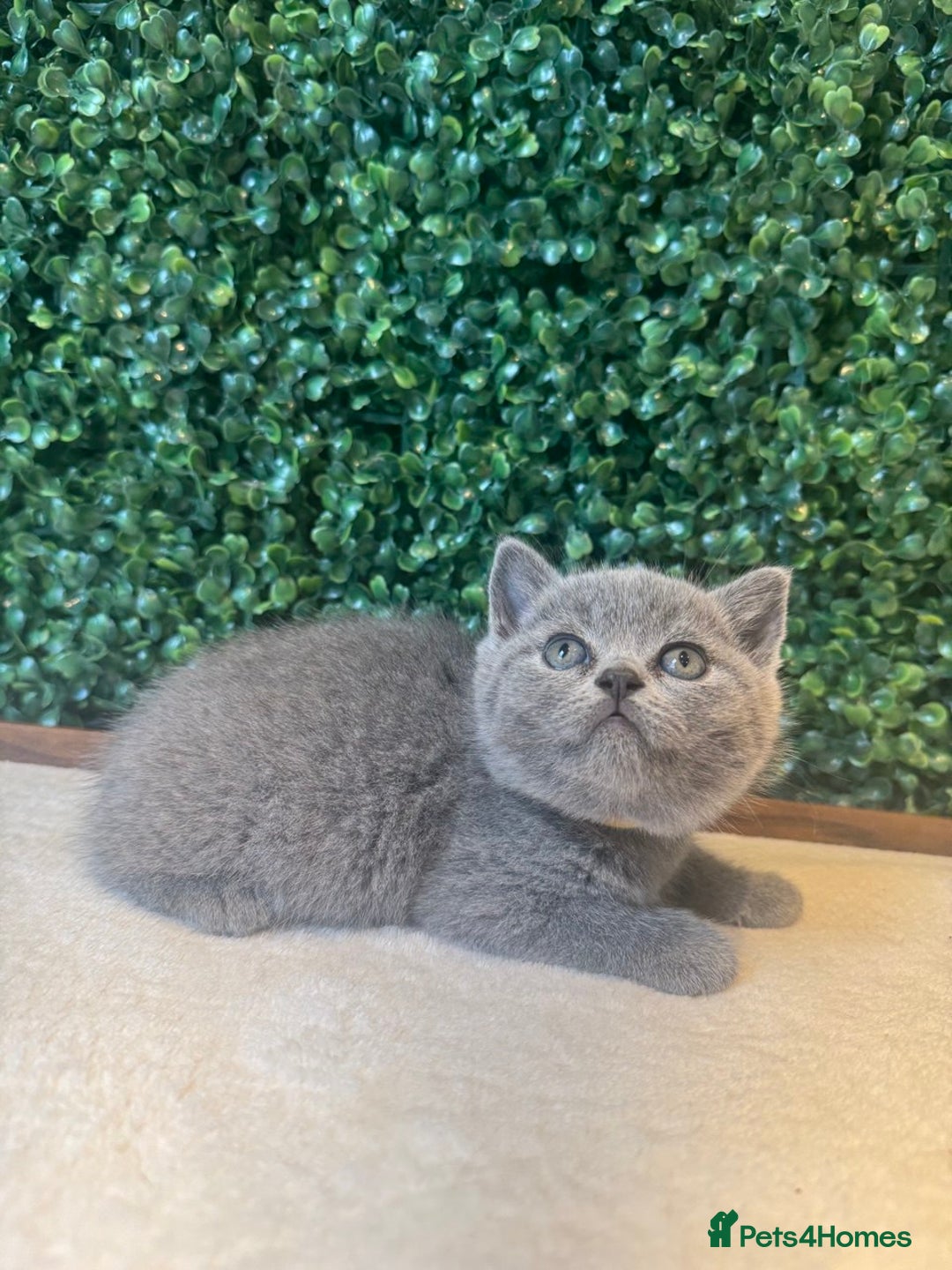 British Shorthair cats for sale: 💕British Shorthair Blue Kittens💕 - Image 2