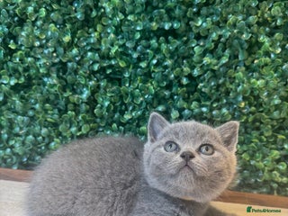 British Shorthair cats - Advert 2
