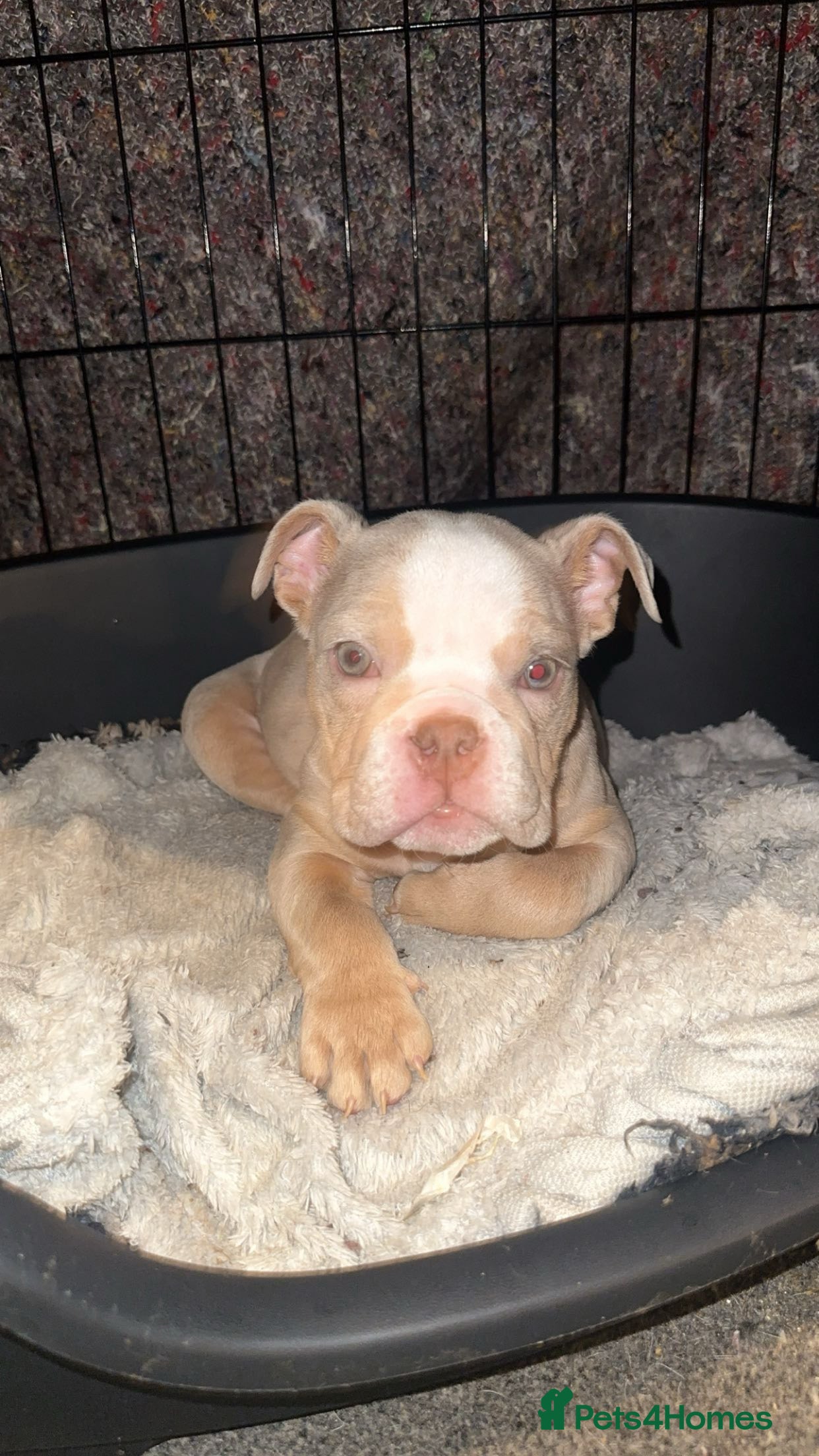 English Bulldog dogs 🚨 PEDIGREE ENGLISH BULLDOG 🚨 - Advert 12