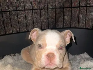 English Bulldog dogs 🚨 PEDIGREE ENGLISH BULLDOG 🚨 - Advert 12