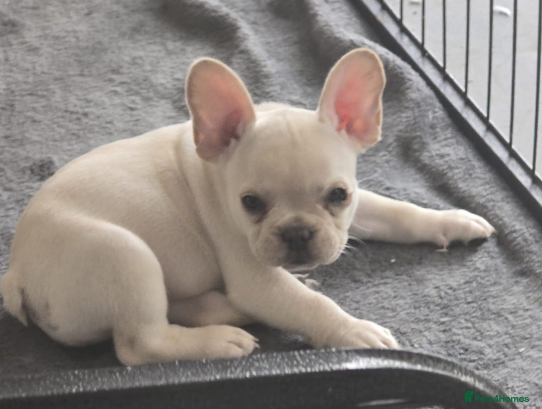 French Bulldog dogs for sale:  French bulldogs looking for their forever home in Lincoln - Image 13