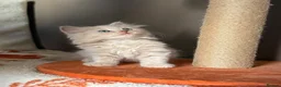 British Shorthair cats for sale: 🤍✨Exceptional GCCF Registered BSH&BLH Kittens  - Advert 16