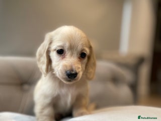 Miniature Dachshund dogs English cream miniature long-haired dachshunds - Advert 1