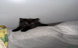 Domestic Shorthair cats for sale: 2 female kittens  - Image 3