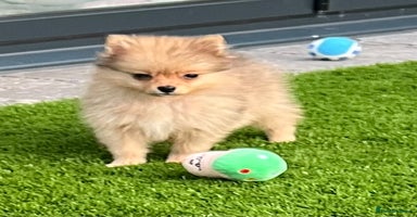 Pomeranian dogs - Advert 1