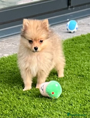 Pomeranian dogs - Advert 8