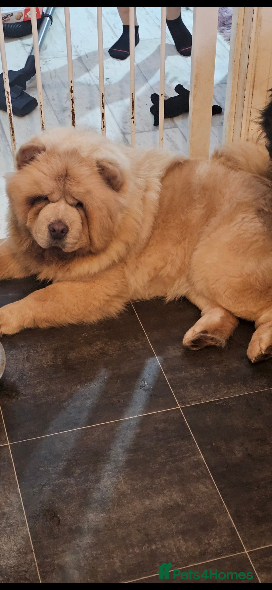 Chow Chow dogs for sale: Chow bitches  - Image 4