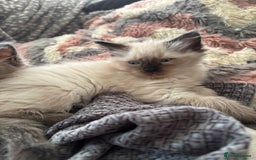Ragdoll cats for sale: Mink Ragdoll kittens  - Image 3