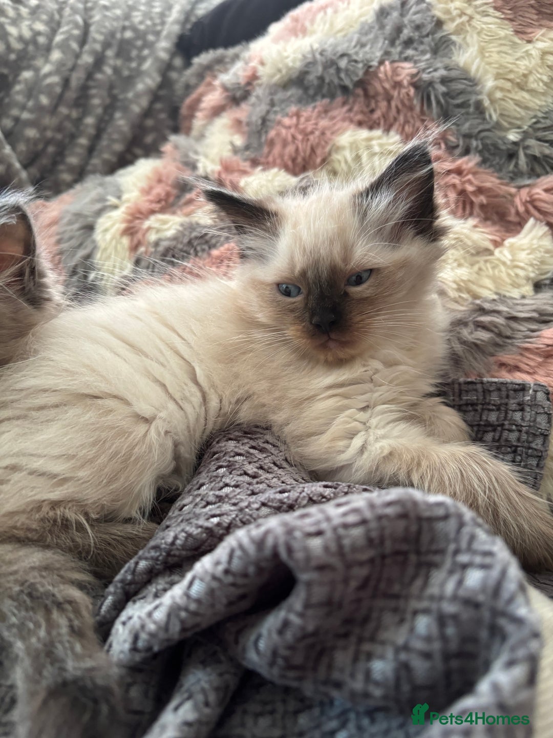 Ragdoll cats for sale: Mink Ragdoll kittens  - Image 3