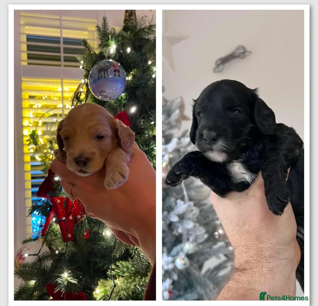 Toy Poodle dogs for stud: 🏆PROVEN🏆sable miniature poodle health tested in Havant - Advert 28