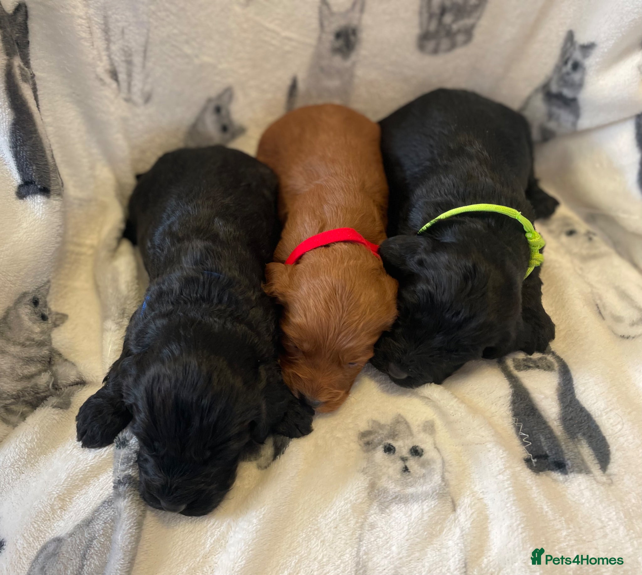 Cockapoo dogs Beautiful F1 cockapoos  - Advert 1