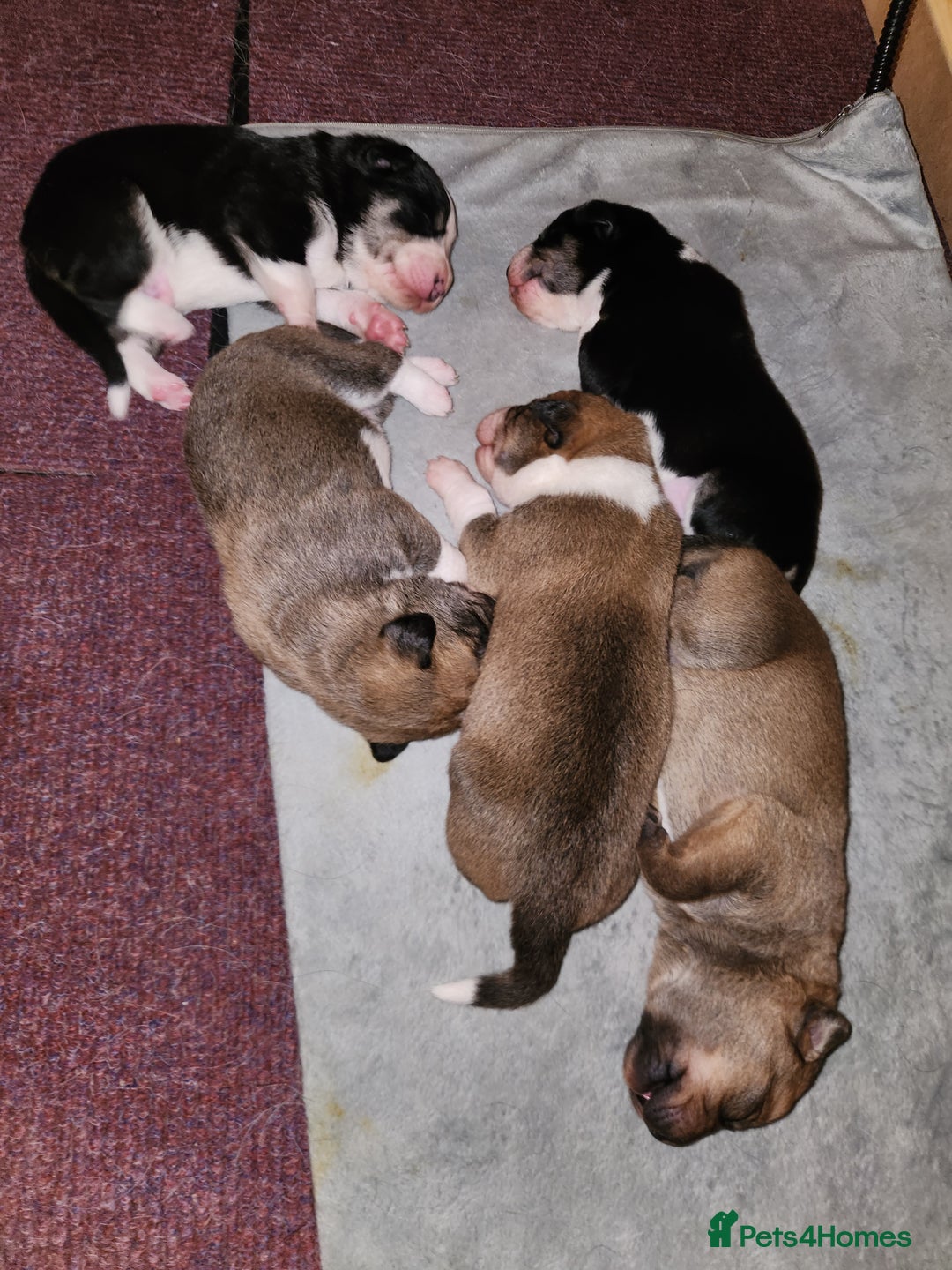 Border Collie dogs for sale: Beautiful border collie pups - Advert 2