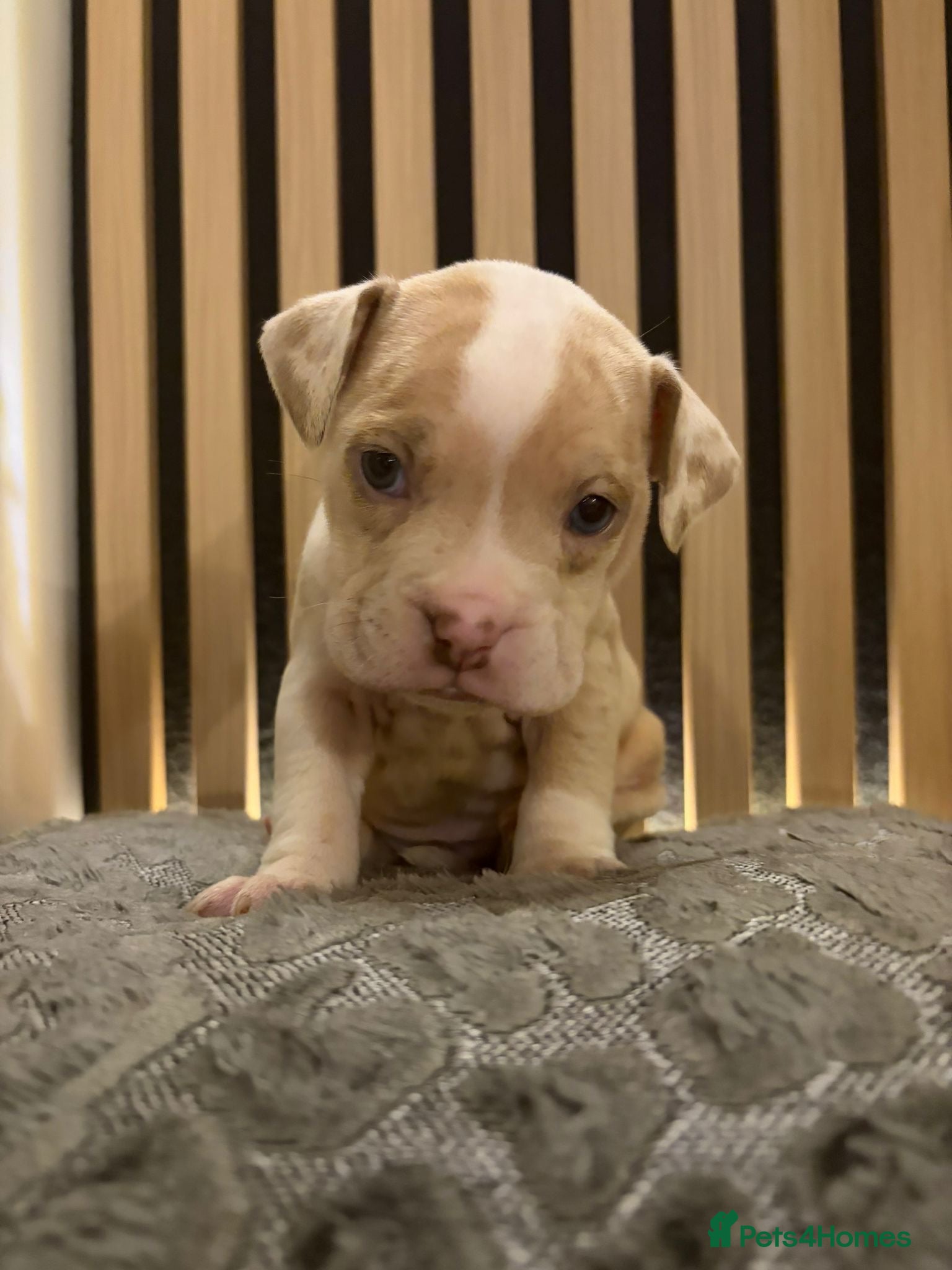 Mixed Breed dogs 🐾 English Bulldog x American Staff Puppies 🐾  - Advert 5