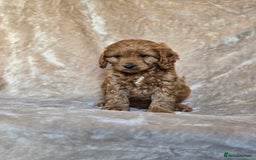 Cavapoo dogs for sale: Gorgeous Fox Red Cavapoo health tested parents  - Image 5