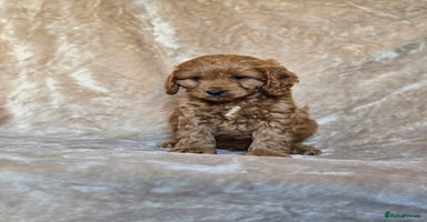 Cavapoo dogs - Advert 2