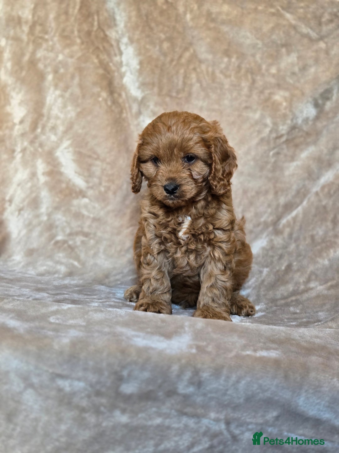 Cavapoo dogs for sale: Gorgeous Fox Red Cavapoo health tested parents  - Image 5