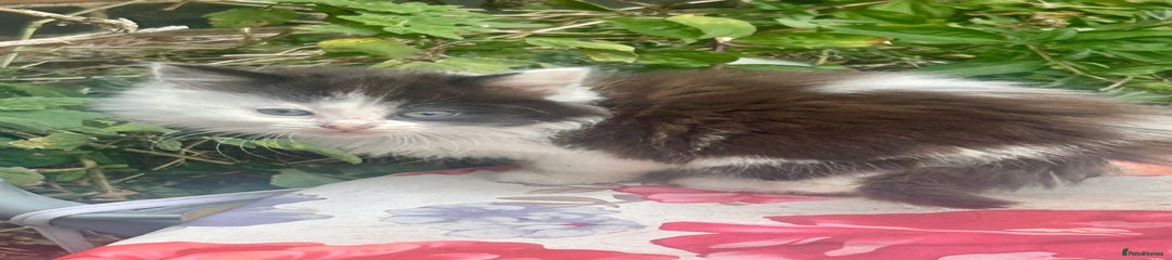Mixed Breed Kitten 3