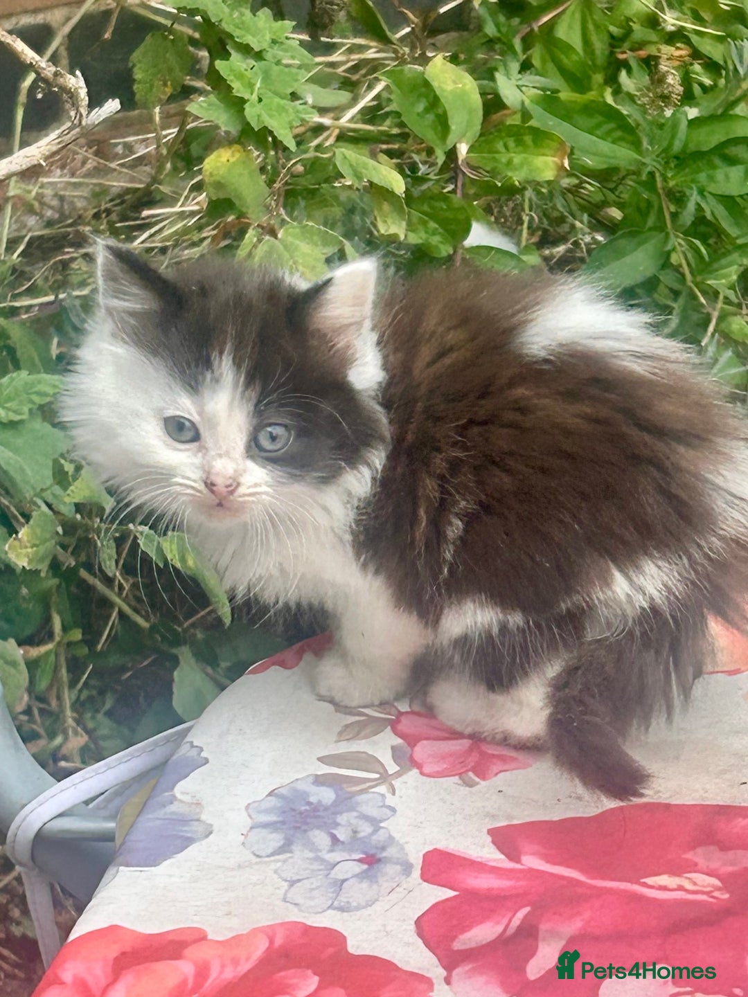 Mixed Breed cats for sale: Fluffy kittens READY NOW - Image 2