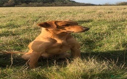 Labrador Retriever dogs for sale: Extensively health tested, kc Labradors puppies - Image 8