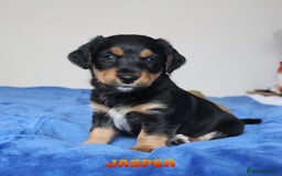 Mixed Breed dogs for sale: Parson Russell Cross Puppies  - Image 17