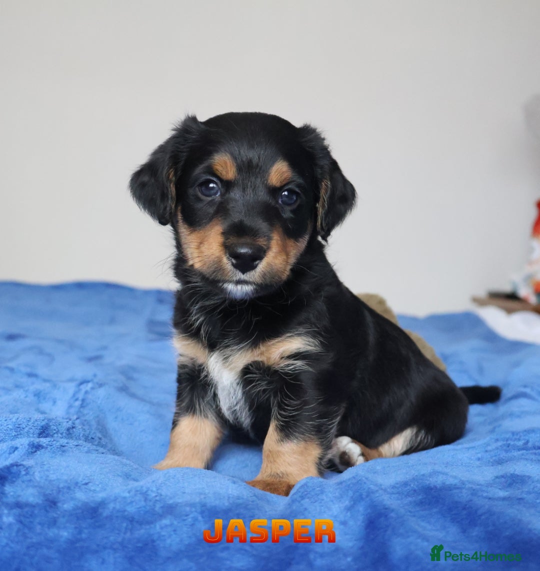 Mixed Breed dogs for sale: Parson Russell Cross Puppies  - Image 17