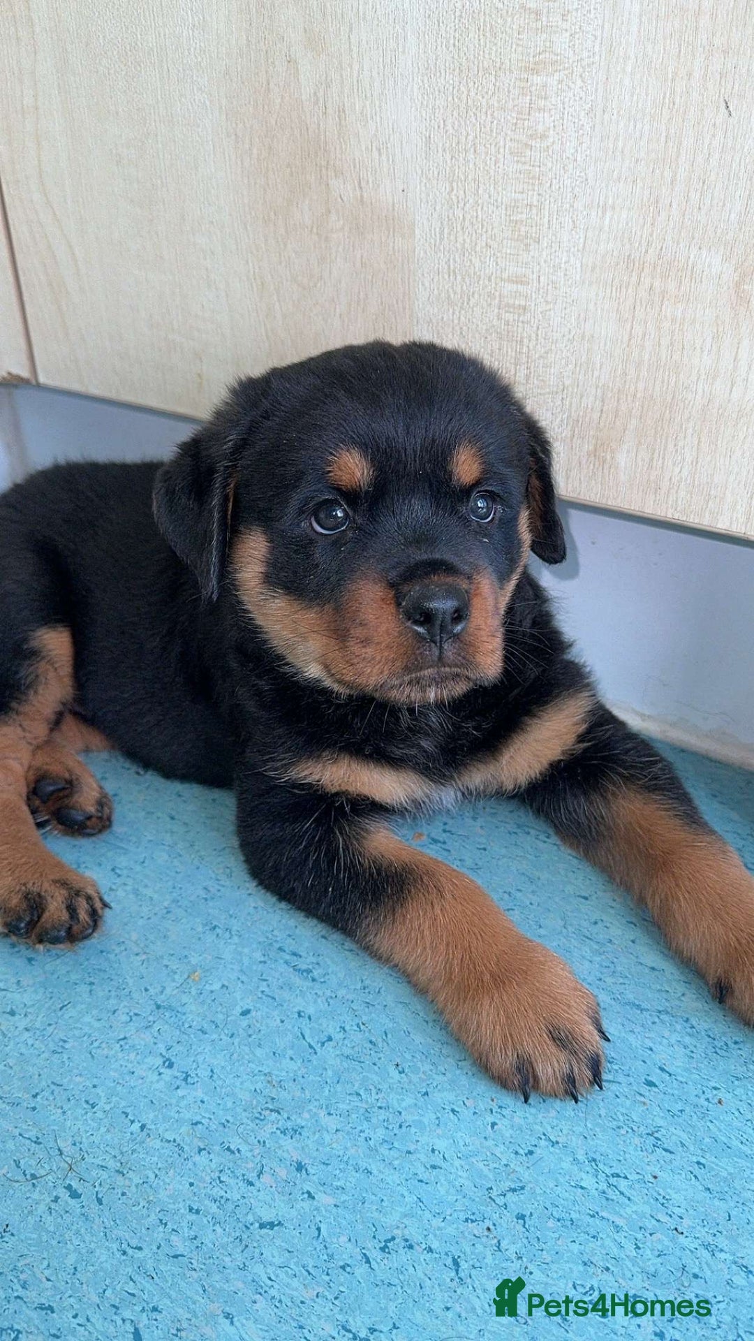 Rottweiler dogs for sale: Female Rottweiler pup for sale  - Image 4