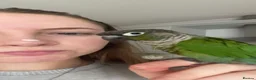 Conures birds for sale: beautiful 18 month old green cheek conure in Newport - Advert 4