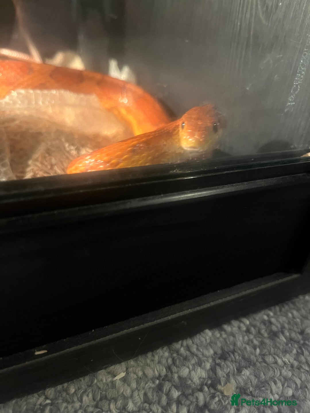Corn Snake reptiles for sale: 5 Year Old Corn Snake - Image 2
