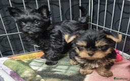 Yorkshire Terrier dogs for sale: Yorkshire Terrier puppies  - Image 15