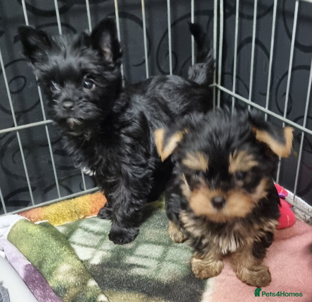 Yorkshire Terrier dogs for sale: Yorkshire Terrier puppies  - Image 15