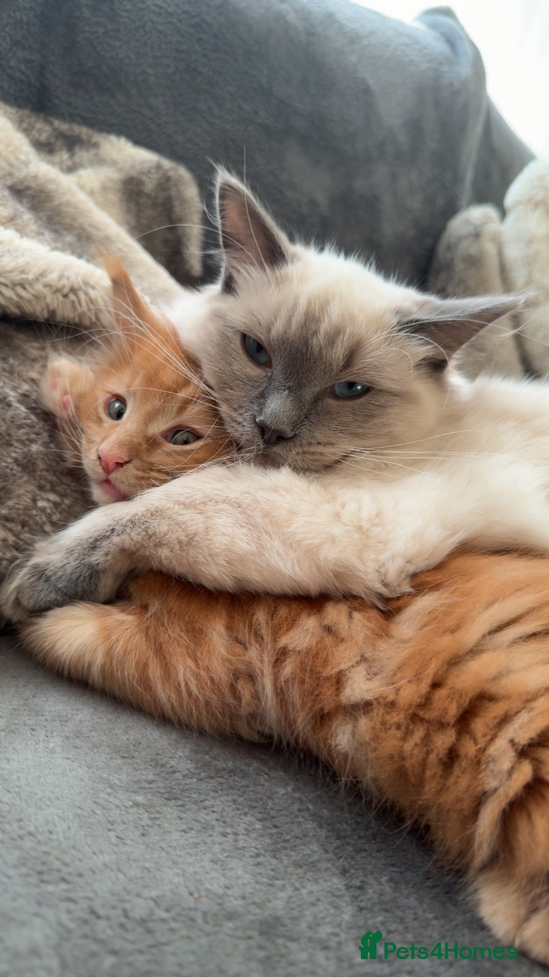 Maine Coon cats for sale: Beautiful Maine Coon Kittens - Advert 4