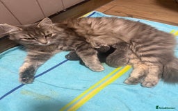 Mixed Breed cats for sale: Two lovely boys - Image 2