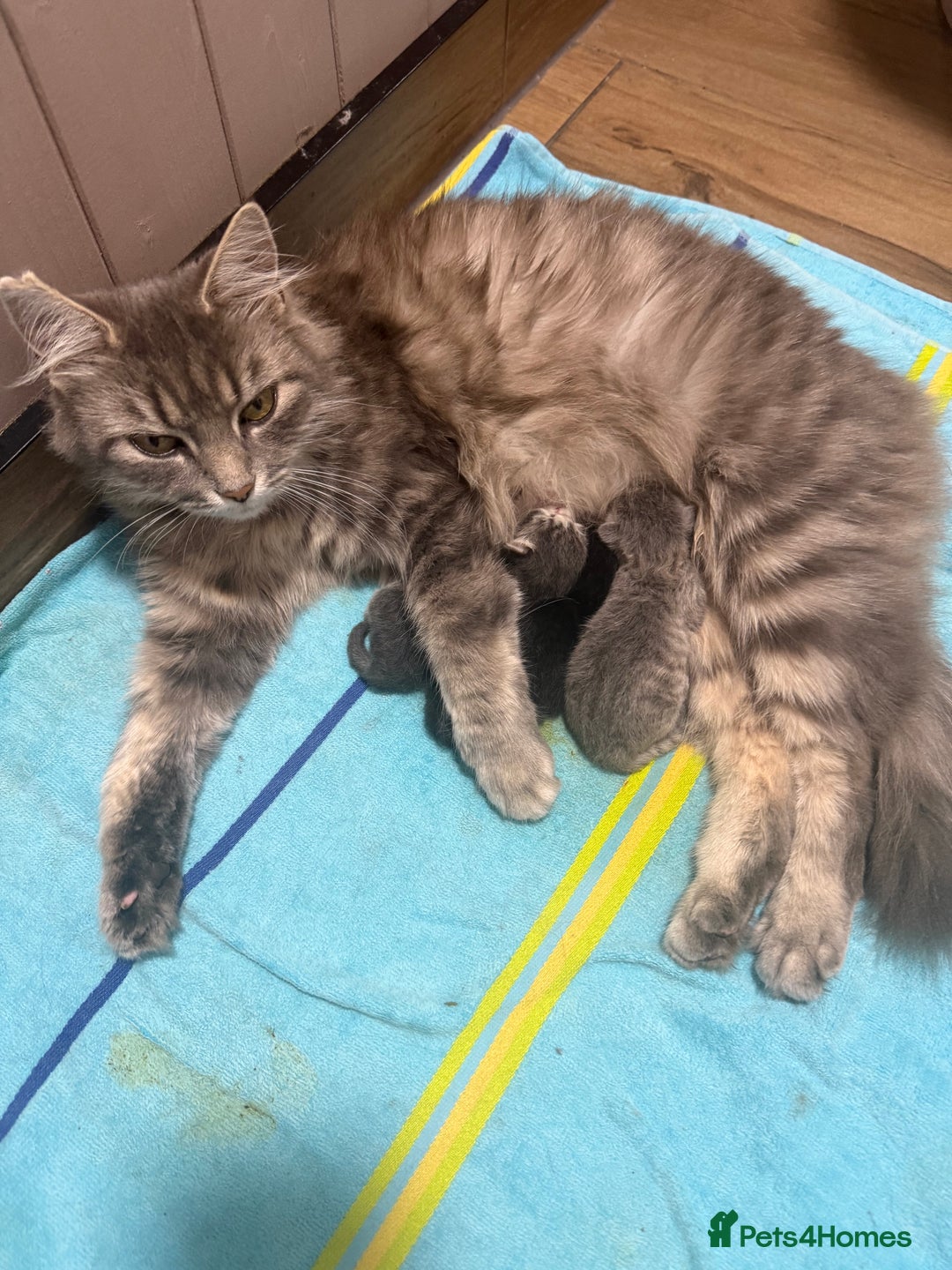 Mixed Breed cats for sale: Two lovely boys - Image 2