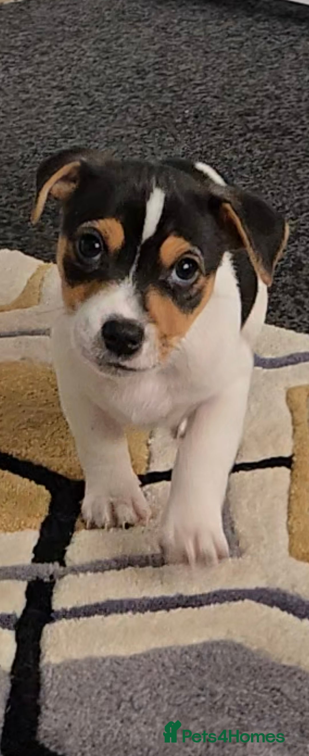 Jack Russell dogs for sale: Jack Russell puppies  - Advert 18
