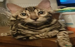 Bengal cats for sale: 2  Tica Pedigree Male Bengals. - Image 2
