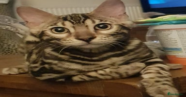 Bengal cats - Advert 6
