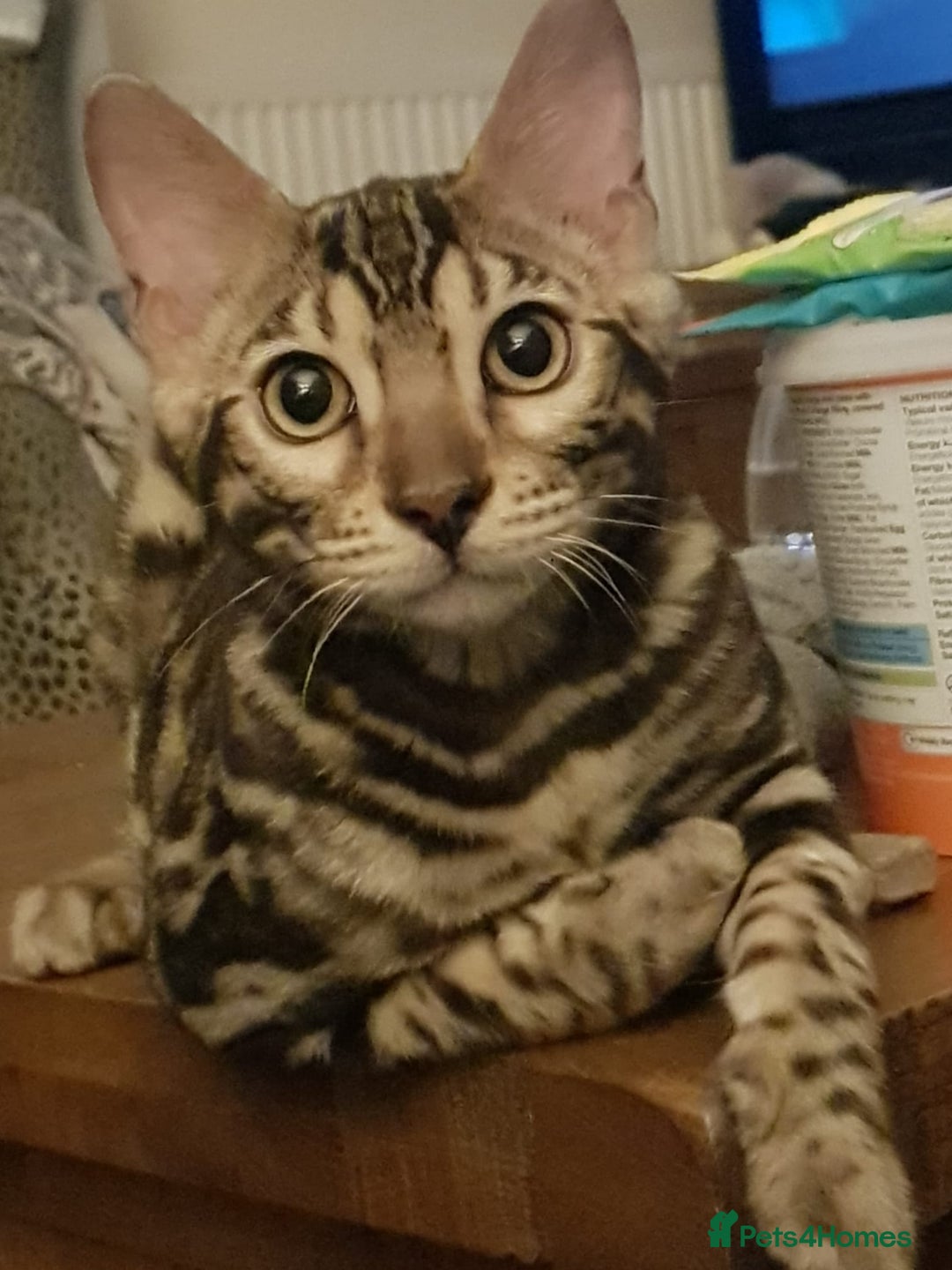 Bengal cats for sale: 2  Tica Pedigree Male Bengals. - Image 2
