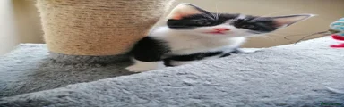 Mixed Breed Kitten 5