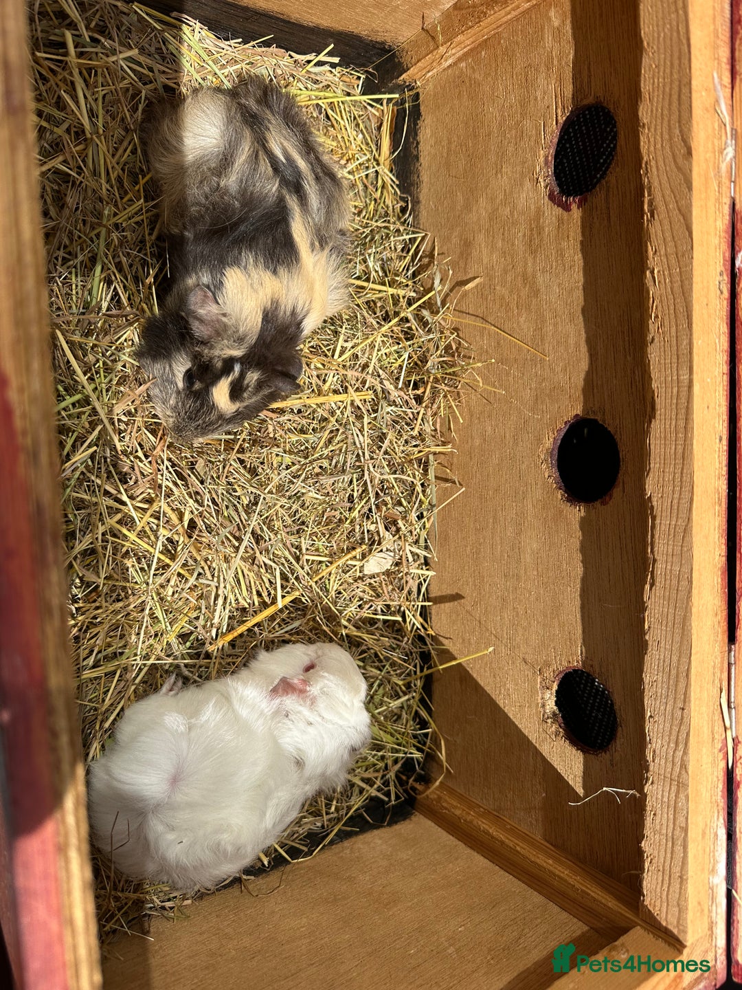 Guinea Pig rodents for sale: 2 pretty baby guinea pigs looking homes. - Image 4