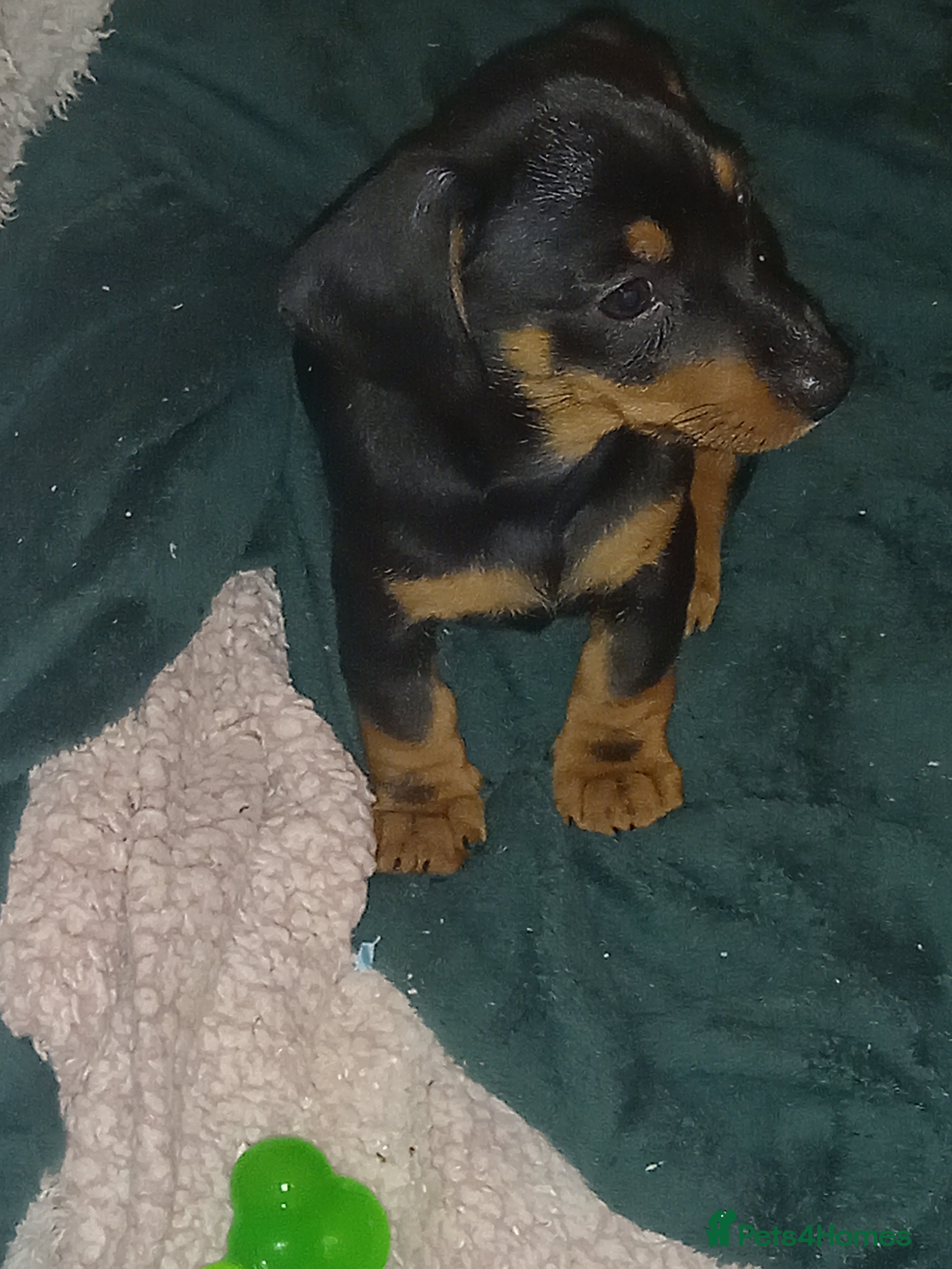 Dachshund dogs Dachsunds 3/4 breed - Advert 7