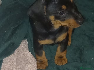 Dachshund dogs Dachsunds 3/4 breed - Advert 1