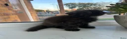 Scottish Fold cats for sale: 3 Scottish Fold kittens looking for new homes - Advert 8