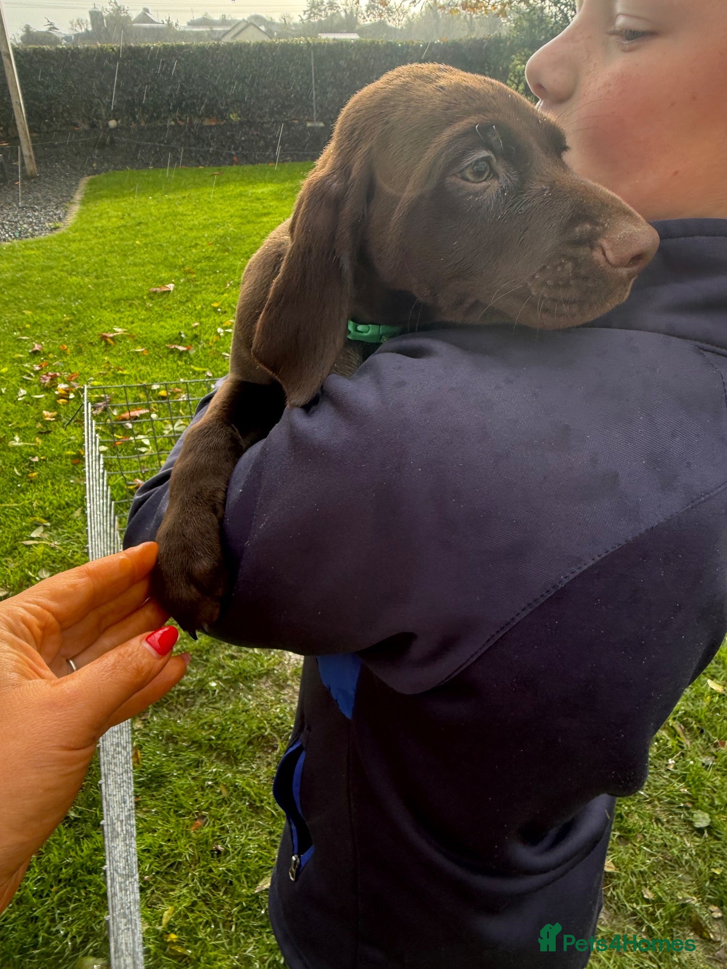 German Shorthaired Pointer dogs for sale: German Shorthaired Pointer puppies  - Advert 2